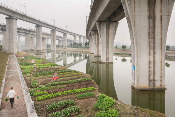 An urban farmer tends crops under high speed rail lines near the Guangzhou South Railway Station